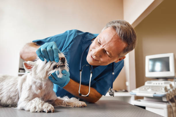 Best Emergency Root Canal Therapy in Calumet Park, IL